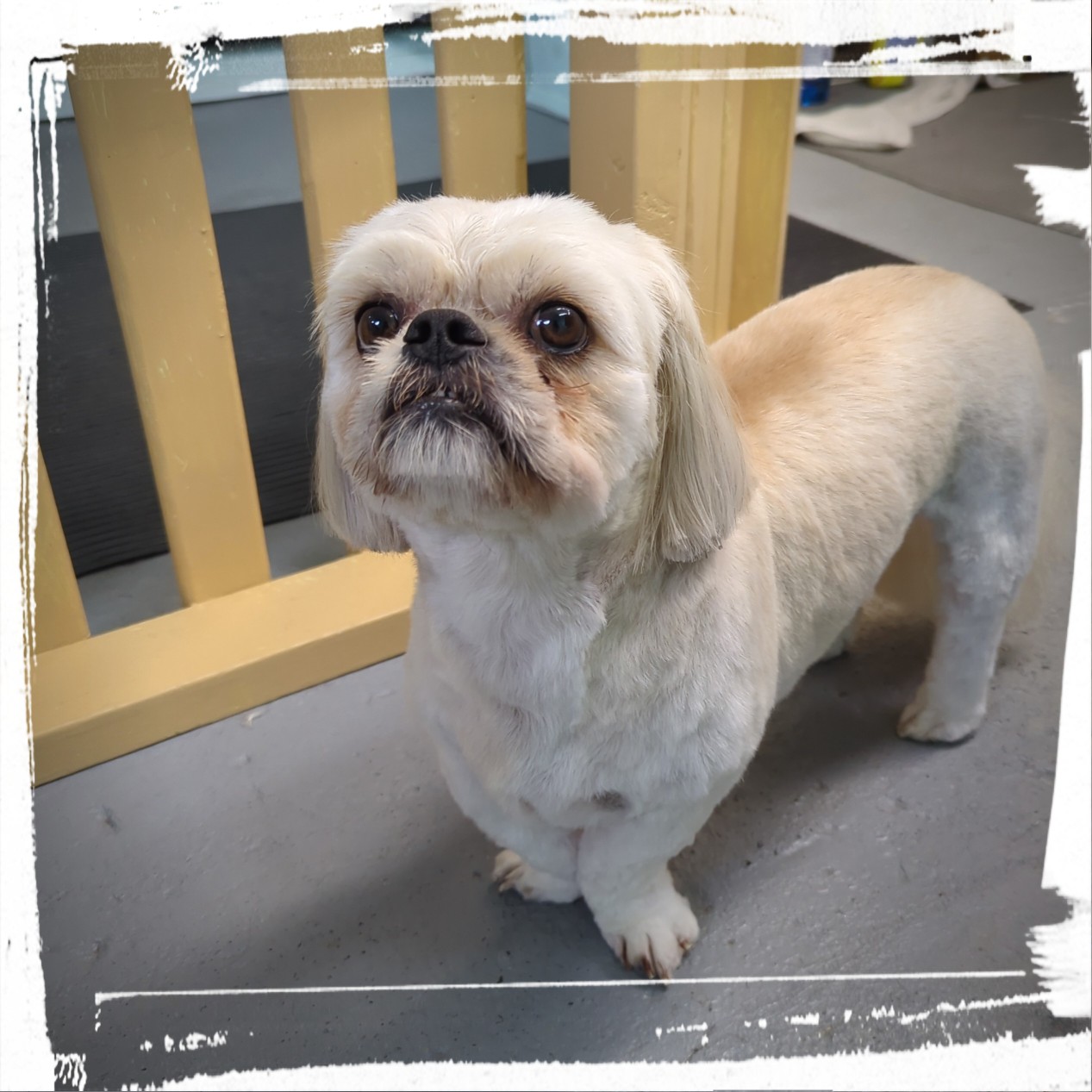 Happy small dog after grooming