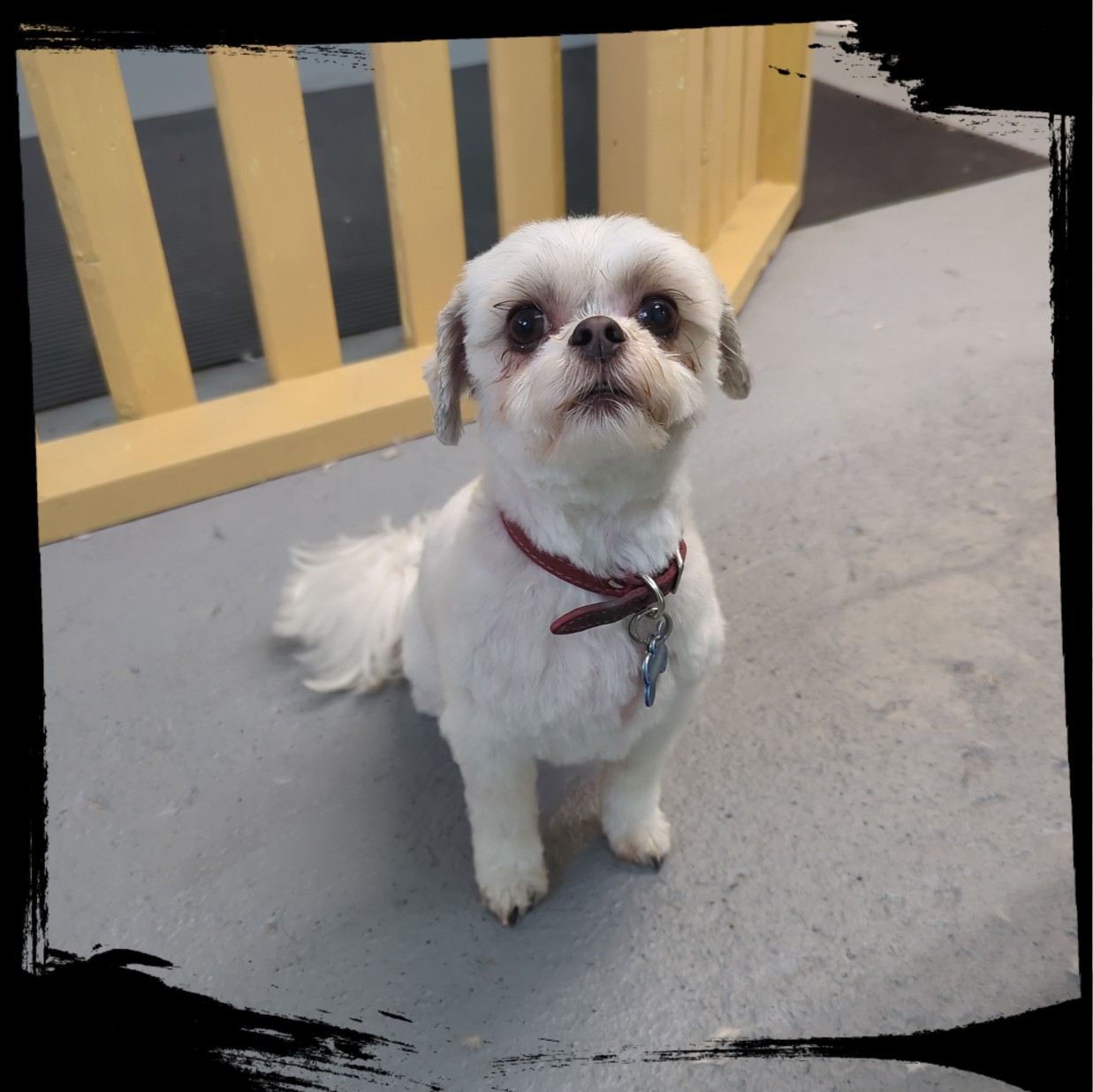 Happy small dog after grooming